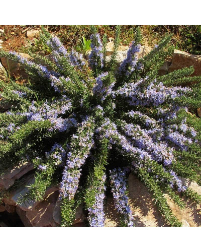 Розмарин лікарський Поінт ду Раз | Rosmarinus officinalis Pointe du Raz | Розмарин лекарственный Поинт ду Раз