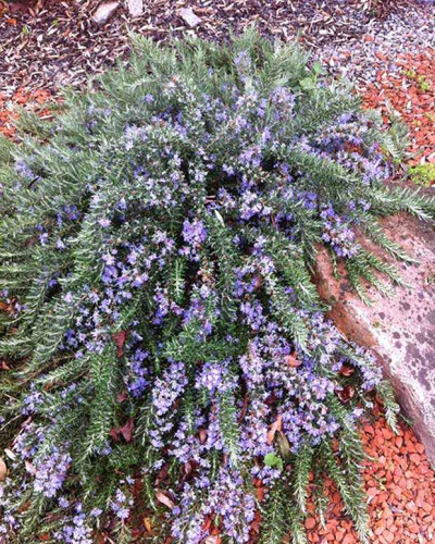 Розмарин лікарський Поінт ду Раз | Rosmarinus officinalis Pointe du Raz | Розмарин лекарственный Поинт ду Раз