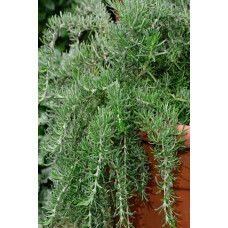 Розмарин лікарський Корсикан Блю | Rosmarinus officinalis Corsican Blue | Розмарин лекарственный Корсикан Блю