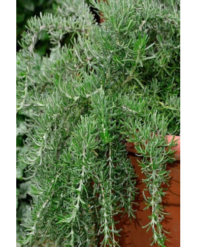 Розмарин лікарський Корсикан Блю | Rosmarinus officinalis Corsican Blue | Розмарин лекарственный Корсикан Блю