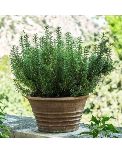 Розмарин лікарський Корсикан Блю | Rosmarinus officinalis Corsican Blue | Розмарин лекарственный Корсикан Блю