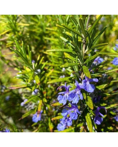 Розмарин лікарський Корсикан Блю | Rosmarinus officinalis Corsican Blue | Розмарин лекарственный Корсикан Блю