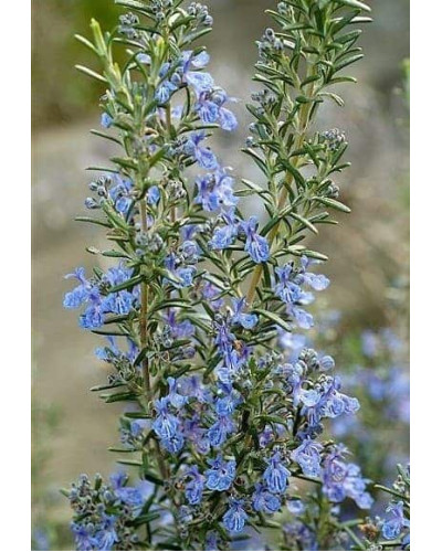 Розмарин лікарський Корсикан Блю | Rosmarinus officinalis Corsican Blue | Розмарин лекарственный Корсикан Блю