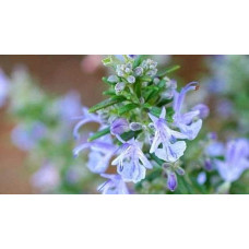 Розмарин лікарський Корсикан Блю | Rosmarinus officinalis Corsican Blue | Розмарин лекарственный Корсикан Блю