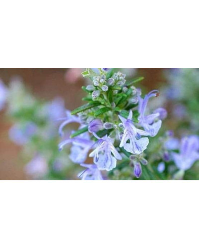 Розмарин лікарський Корсикан Блю | Rosmarinus officinalis Corsican Blue | Розмарин лекарственный Корсикан Блю