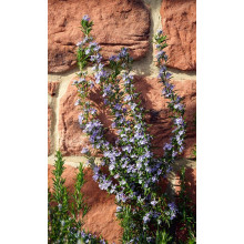 Розмарин лікарський Корсикан Блю | Rosmarinus officinalis Corsican Blue | Розмарин лекарственный Корсикан Блю