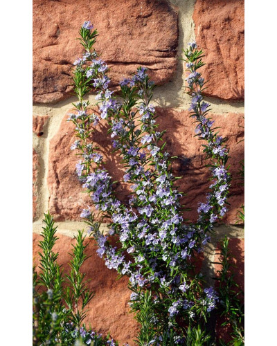 Розмарин лікарський Корсикан Блю | Rosmarinus officinalis Corsican Blue | Розмарин лекарственный Корсикан Блю