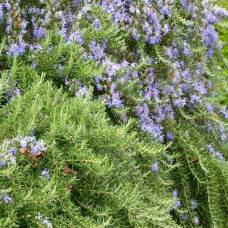Розмарин лікарський Корсикан Блю | Rosmarinus officinalis Corsican Blue | Розмарин лекарственный Корсикан Блю