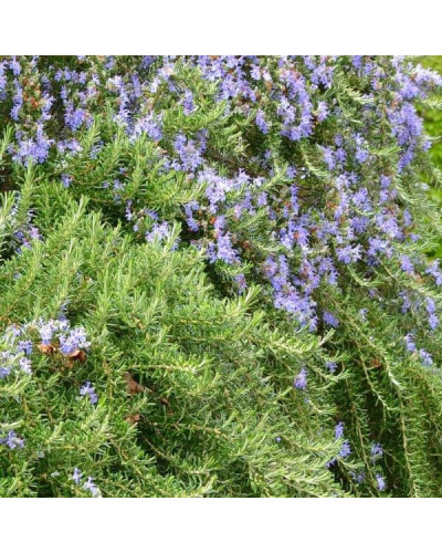 Розмарин лікарський Корсикан Блю | Rosmarinus officinalis Corsican Blue | Розмарин лекарственный Корсикан Блю