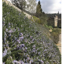 Розмарин лікарський Корсикан Блю | Rosmarinus officinalis Corsican Blue | Розмарин лекарственный Корсикан Блю