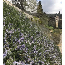 Розмарин лікарський Корсикан Блю | Rosmarinus officinalis Corsican Blue | Розмарин лекарственный Корсикан Блю