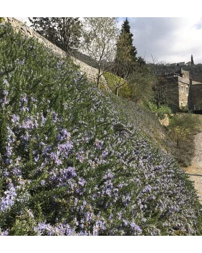 Розмарин лікарський Корсикан Блю | Rosmarinus officinalis Corsican Blue | Розмарин лекарственный Корсикан Блю