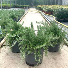 Розмарин лікарський Корсикан Блю | Rosmarinus officinalis Corsican Blue | Розмарин лекарственный Корсикан Блю