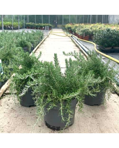 Розмарин лікарський Корсикан Блю | Rosmarinus officinalis Corsican Blue | Розмарин лекарственный Корсикан Блю