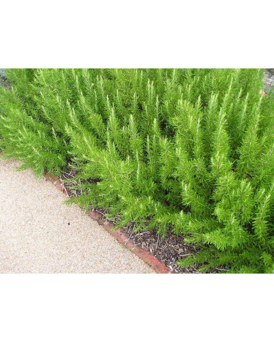 Розмарин лікарський Корсикан Блю | Rosmarinus officinalis Corsican Blue | Розмарин лекарственный Корсикан Блю