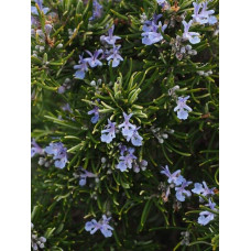 Розмарин лікарський Корсикан Блю | Rosmarinus officinalis Corsican Blue | Розмарин лекарственный Корсикан Блю