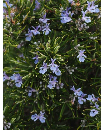 Розмарин лікарський Корсикан Блю | Rosmarinus officinalis Corsican Blue | Розмарин лекарственный Корсикан Блю