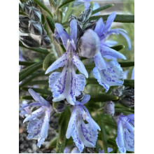 Розмарин лікарський Блю Вінтер | Rosmarinus officinalis Blue Winter | Розмарин лекарственный Блю Винтер