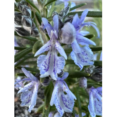 Розмарин лікарський Блю Вінтер | Rosmarinus officinalis Blue Winter | Розмарин лекарственный Блю Винтер