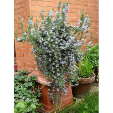 Розмарин лікарський Блю Вінтер | Rosmarinus officinalis Blue Winter | Розмарин лекарственный Блю Винтер