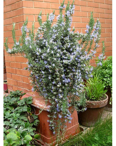 Розмарин лікарський Блю Вінтер | Rosmarinus officinalis Blue Winter | Розмарин лекарственный Блю Винтер