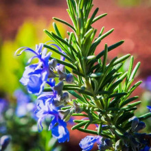 Розмарин лікарський Блю Вінтер | Rosmarinus officinalis Blue Winter | Розмарин лекарственный Блю Винтер