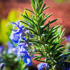 Розмарин лікарський Блю Вінтер | Rosmarinus officinalis Blue Winter | Розмарин лекарственный Блю Винтер
