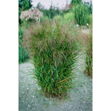 Просо прутовидне Скво | Panicum virgatum Squaw | Просо прутьевидное Скво