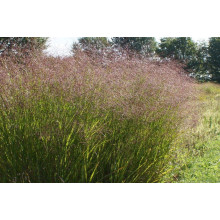 Просо прутовидне Скво | Panicum virgatum Squaw | Просо прутьевидное Скво
