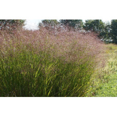 Просо прутовидне Скво | Panicum virgatum Squaw | Просо прутьевидное Скво