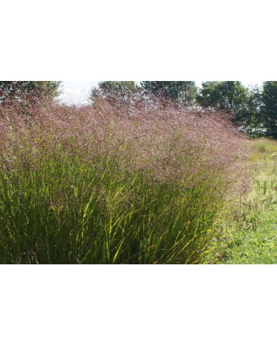 Просо прутовидне Скво | Panicum virgatum Squaw | Просо прутьевидное Скво
