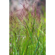 Просо прутовидне Скво | Panicum virgatum Squaw | Просо прутьевидное Скво