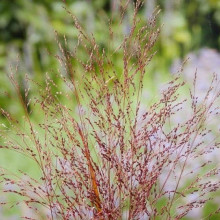 Просо прутовидне Скво | Panicum virgatum Squaw | Просо прутьевидное Скво