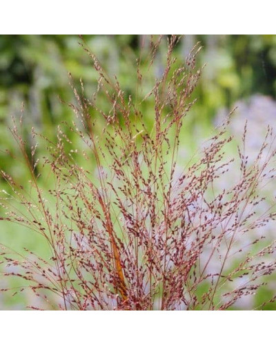 Просо прутовидне Скво | Panicum virgatum Squaw | Просо прутьевидное Скво