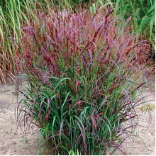 Просо прутовидне Скво | Panicum virgatum Squaw | Просо прутьевидное Скво