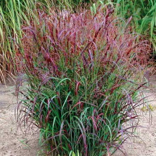 Просо прутовидне Скво | Panicum virgatum Squaw | Просо прутьевидное Скво