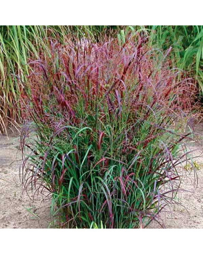Просо прутовидне Скво | Panicum virgatum Squaw | Просо прутьевидное Скво