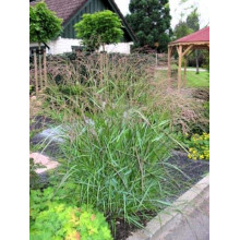 Просо прутовидне Скво | Panicum virgatum Squaw | Просо прутьевидное Скво