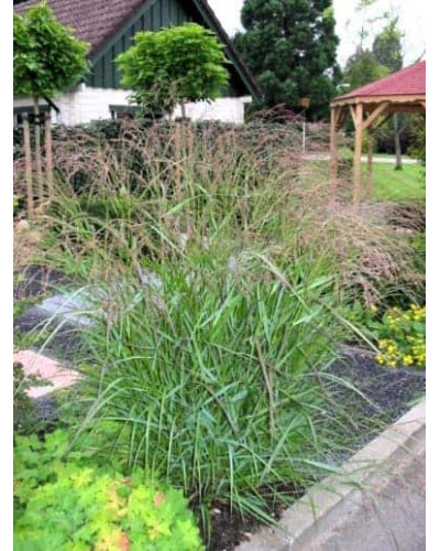 Просо прутовидне Скво | Panicum virgatum Squaw | Просо прутьевидное Скво