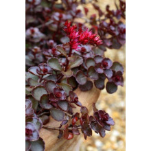 Очиток / седум помилковий Драгонс Блуд | Sedum spurium Dragons Blood | Очиток / седум ложный Драгонс Блуд