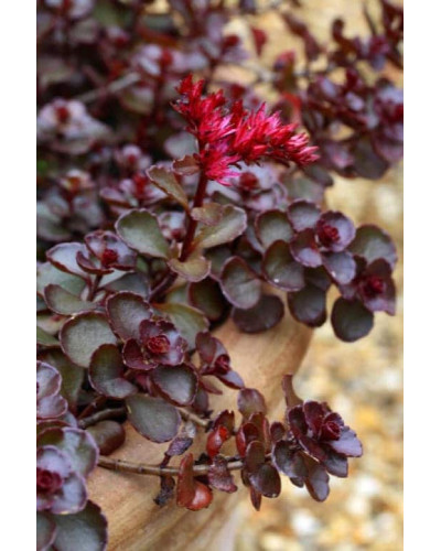 Очиток / седум помилковий Драгонс Блуд | Sedum spurium Dragons Blood | Очиток / седум ложный Драгонс Блуд
