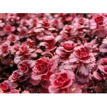 Очиток / седум помилковий Драгонс Блуд | Sedum spurium Dragons Blood | Очиток / седум ложный Драгонс Блуд