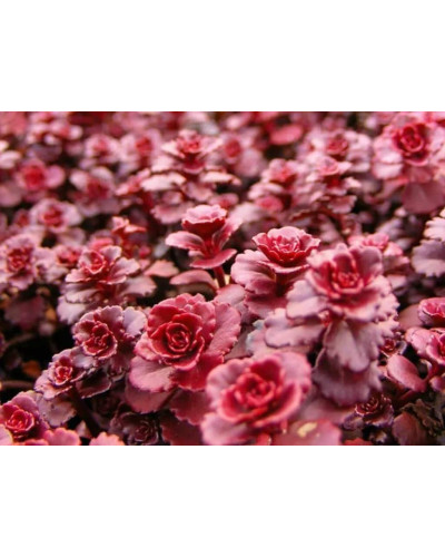 Очиток / седум помилковий Драгонс Блуд | Sedum spurium Dragons Blood | Очиток / седум ложный Драгонс Блуд
