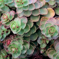 Очиток / седум помилковий Драгонс Блуд | Sedum spurium Dragons Blood | Очиток / седум ложный Драгонс Блуд