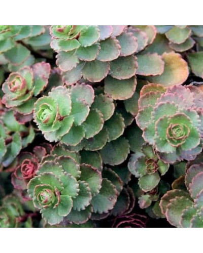 Очиток / седум помилковий Драгонс Блуд | Sedum spurium Dragons Blood | Очиток / седум ложный Драгонс Блуд
