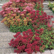 Очиток / седум помилковий Драгонс Блуд | Sedum spurium Dragons Blood | Очиток / седум ложный Драгонс Блуд