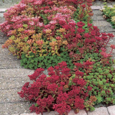 Очиток / седум помилковий Драгонс Блуд | Sedum spurium Dragons Blood | Очиток / седум ложный Драгонс Блуд