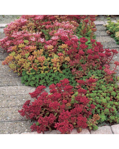 Очиток / седум помилковий Драгонс Блуд | Sedum spurium Dragons Blood | Очиток / седум ложный Драгонс Блуд