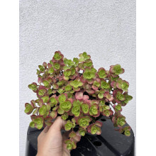 Очиток / седум помилковий Драгонс Блуд | Sedum spurium Dragons Blood | Очиток / седум ложный Драгонс Блуд