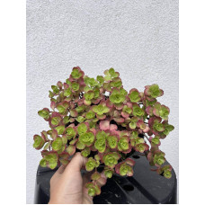 Очиток / седум помилковий Драгонс Блуд | Sedum spurium Dragons Blood | Очиток / седум ложный Драгонс Блуд